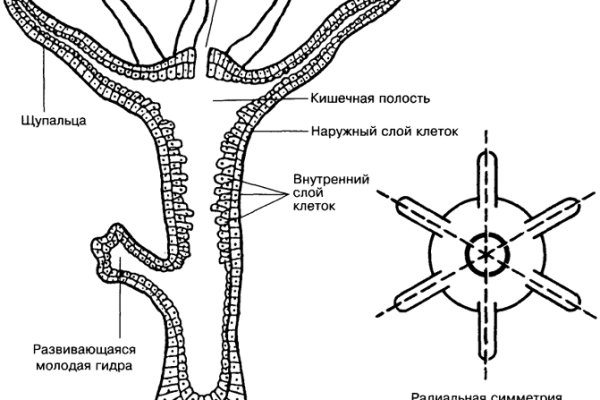 Кракен чат